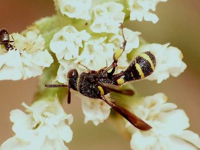 Piccoli Leucospidae